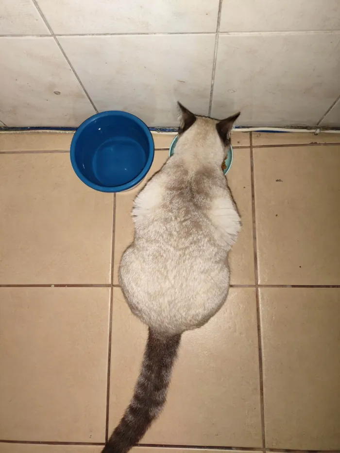 Gato ra a SRD-ViraLata idade 7 a 11 meses nome Faísca 