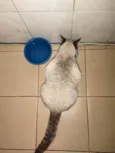 Faísca