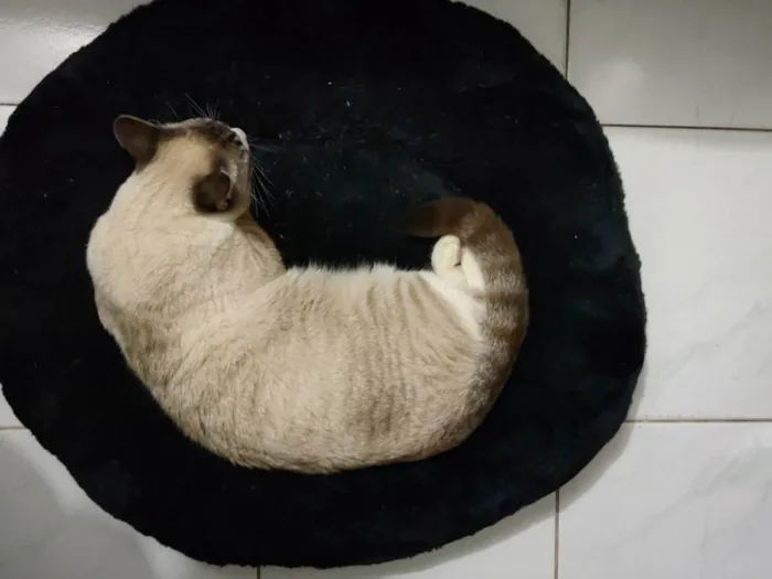 Gato ra a SRD-ViraLata idade 7 a 11 meses nome Faísca 