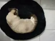 Faísca
