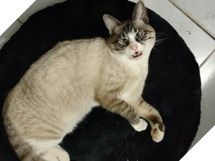Gato ra a SRD-ViraLata idade 7 a 11 meses nome Faísca 