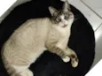 Faísca