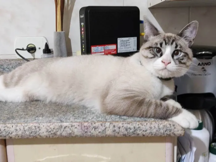 Gato ra a SRD-ViraLata idade 7 a 11 meses nome Faísca 
