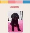Aisha bebê 50 dias linda porte Pequeno 