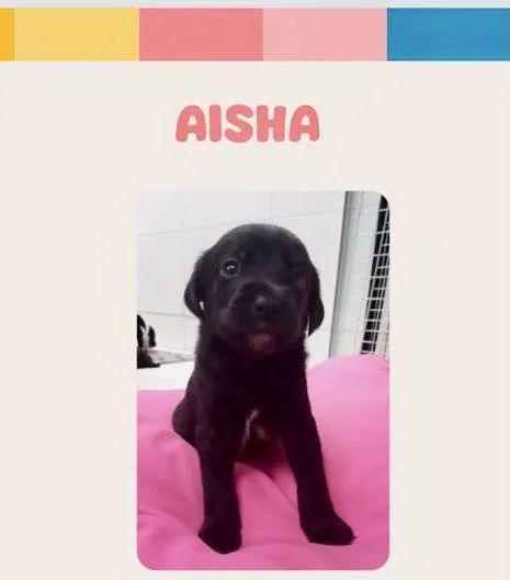 Cachorro ra a SRD-ViraLata idade Abaixo de 2 meses nome Aisha bebê 50 dias linda porte Pequeno 