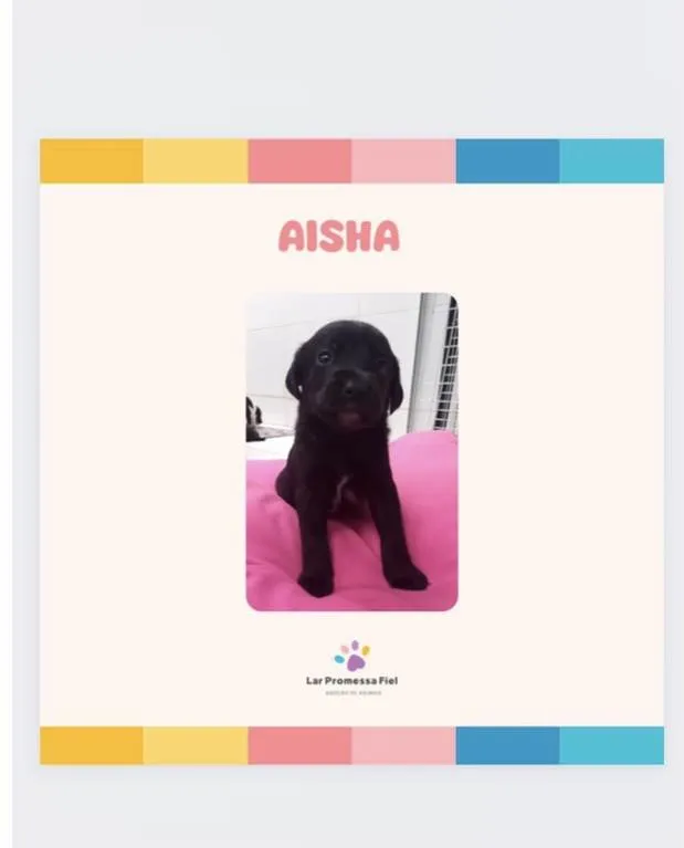 Cachorro ra a SRD-ViraLata idade Abaixo de 2 meses nome Aisha bebê 50 dias linda porte Pequeno 