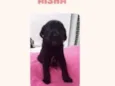 Aisha bebê 50 dias linda porte Pequeno 