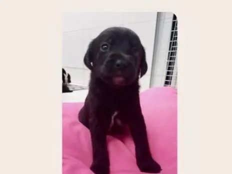 Cachorro ra a SRD-ViraLata idade Abaixo de 2 meses nome Aisha bebê 50 dias linda porte Pequeno 
