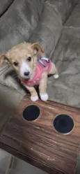 Simba