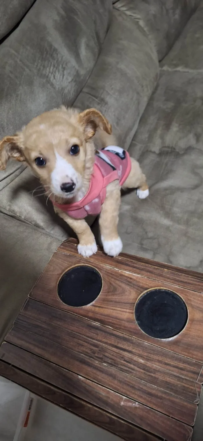 Cachorro ra a SRD-ViraLata idade Abaixo de 2 meses nome Simba