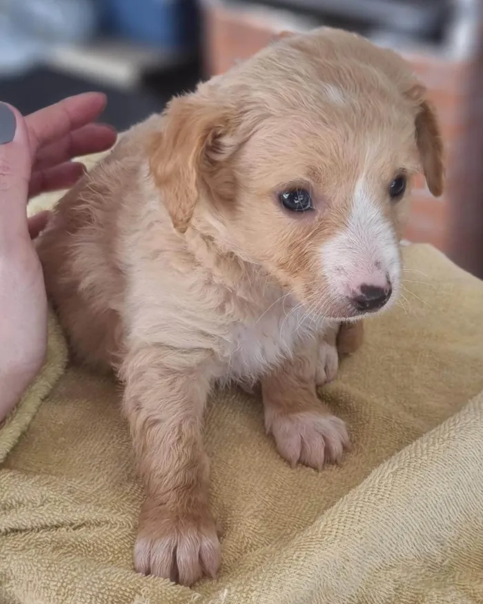 Cachorro ra a SRD-ViraLata idade Abaixo de 2 meses nome Simba