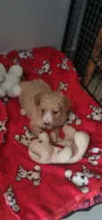 Simba