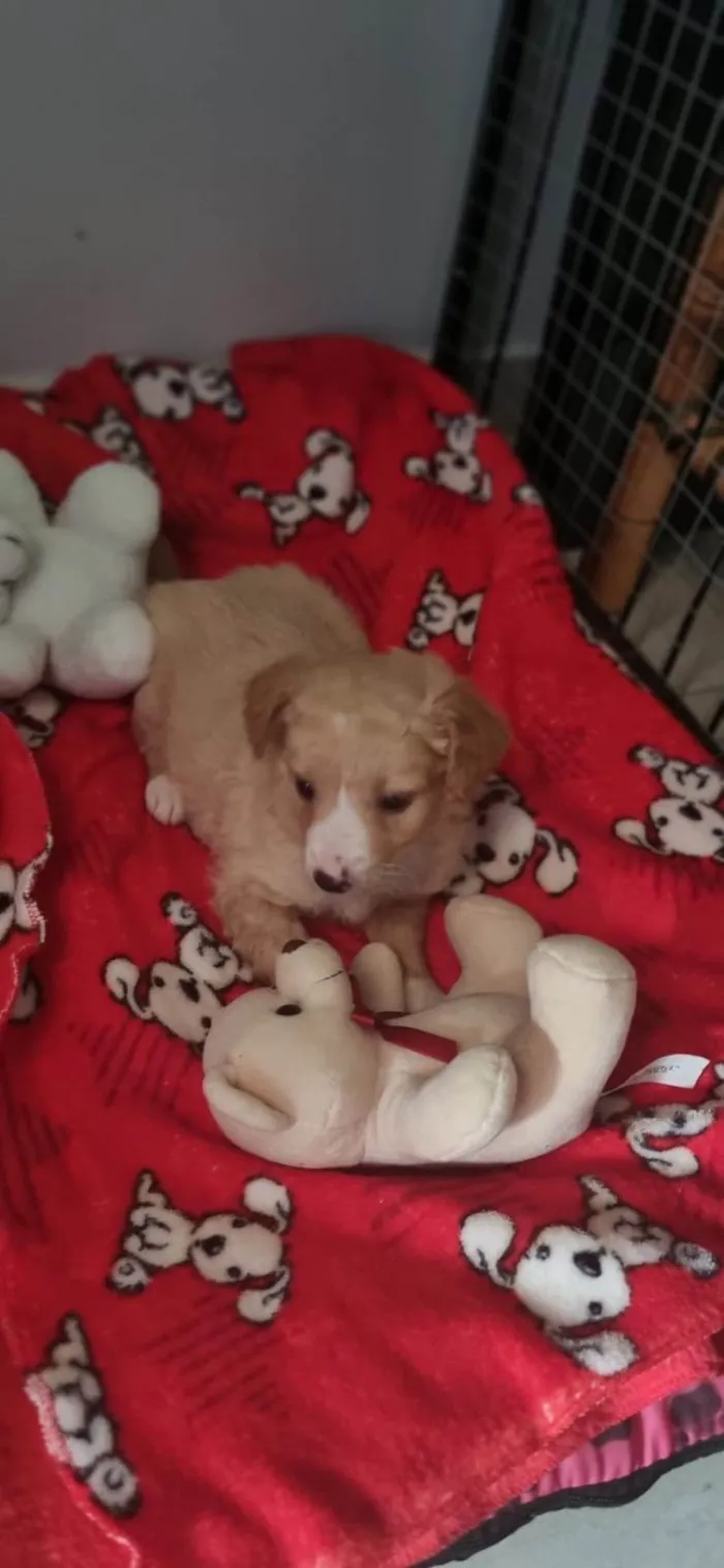 Cachorro ra a SRD-ViraLata idade Abaixo de 2 meses nome Simba