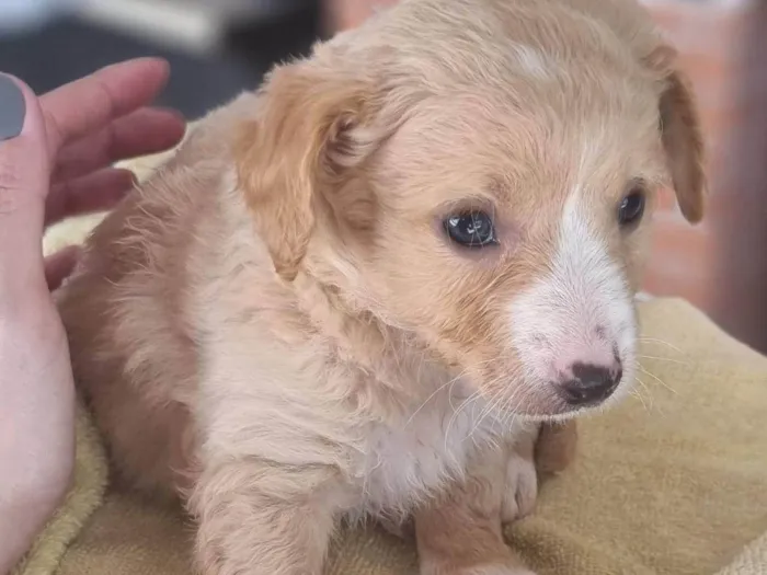 Cachorro ra a SRD-ViraLata idade Abaixo de 2 meses nome Simba