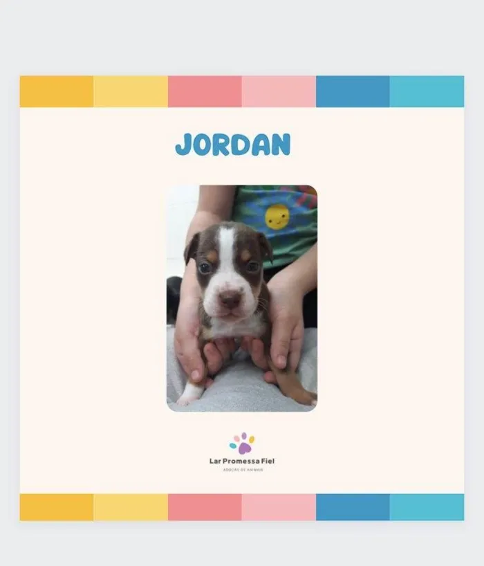 Cachorro ra a SRD-ViraLata idade Abaixo de 2 meses nome Jordan bb50dias lindo porte Pequeno 