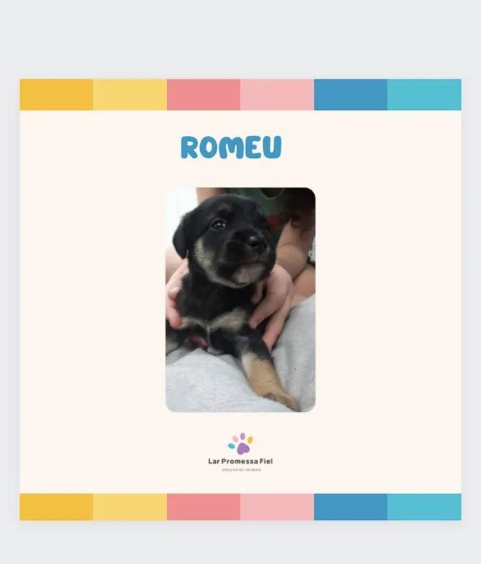 Cachorro ra a SRD-ViraLata idade Abaixo de 2 meses nome Romeu bb50dias lindo porte Pequeno 