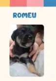 Romeu bb50dias lindo porte Pequeno 
