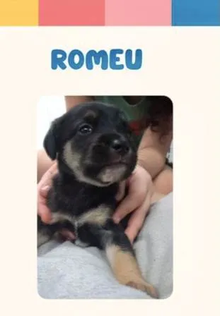 Cachorro ra a SRD-ViraLata idade Abaixo de 2 meses nome Romeu bb50dias lindo porte Pequeno 