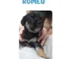 Romeu bb50dias lindo porte Pequeno 