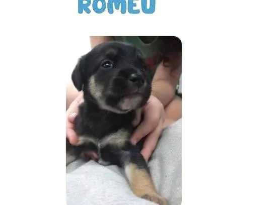 Cachorro ra a SRD-ViraLata idade Abaixo de 2 meses nome Romeu bb50dias lindo porte Pequeno 