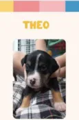 Theo bb50 dias lindo porte Pequeno 