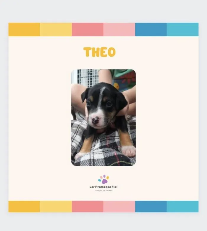 Cachorro ra a SRD-ViraLata idade Abaixo de 2 meses nome Theo bb50 dias lindo porte Pequeno 