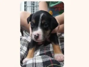 Cachorro raça SRD-ViraLata idade Abaixo de 2 meses nome Theo bb50 dias lindo porte Pequeno 
