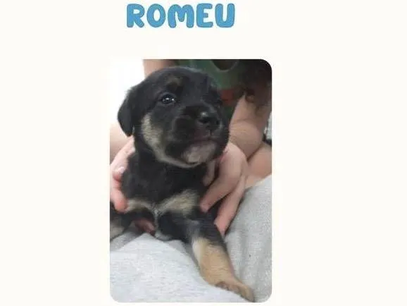 Cachorro ra a SRD-ViraLata idade Abaixo de 2 meses nome Romeu bb50dias lindo porte Pequeno 