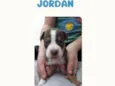 Jordan bb50dias lindo porte Pequeno 
