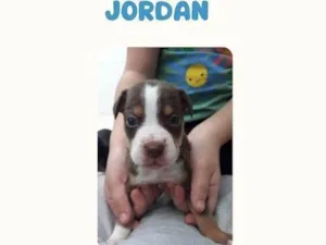 Cachorro raça SRD-ViraLata idade Abaixo de 2 meses nome Jordan bb50dias lindo porte Pequeno 