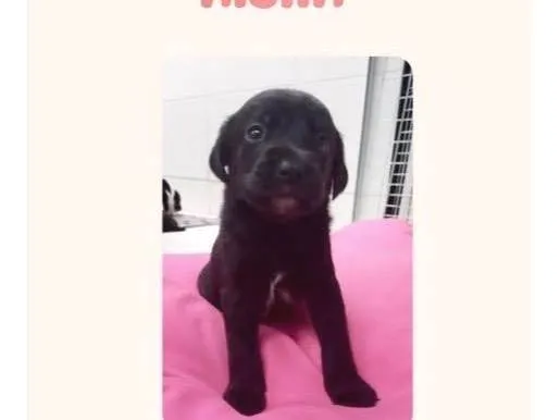 Cachorro ra a SRD-ViraLata idade Abaixo de 2 meses nome Aisha bebê 50 dias linda porte Pequeno 