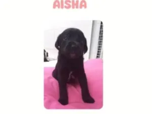 Cachorro raça SRD-ViraLata idade Abaixo de 2 meses nome Aisha bebê 50 dias linda porte Pequeno 