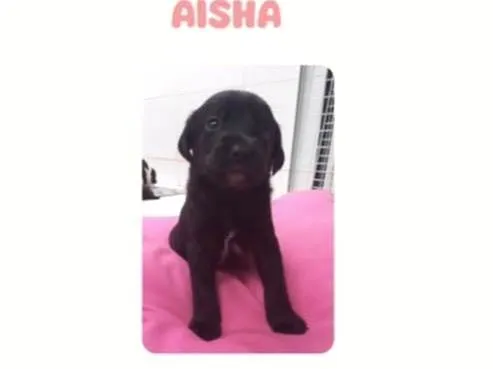 Cachorro ra a SRD-ViraLata idade Abaixo de 2 meses nome Aisha bebê 50 dias linda porte Pequeno 