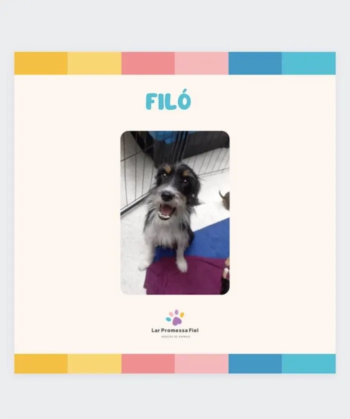 Cachorro ra a SRD-ViraLata idade Abaixo de 2 meses nome Filo bb50dias linda porte Pequeno 