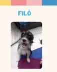 Filo bb50dias linda porte Pequeno 