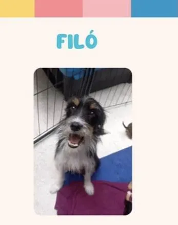 Cachorro ra a SRD-ViraLata idade Abaixo de 2 meses nome Filo bb50dias linda porte Pequeno 