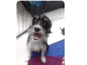 Cachorro raça SRD-ViraLata idade Abaixo de 2 meses nome Filo bb50dias linda porte Pequeno 