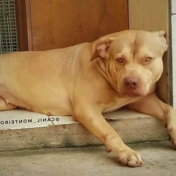 Cachorro ra a Pit-Bull idade 5 anos nome Elektra 