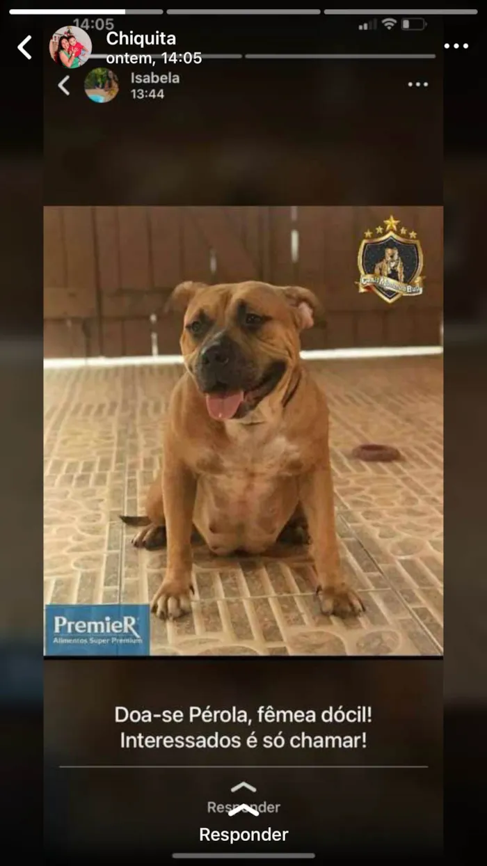 Cachorro ra a Pit-Bull idade 4 anos nome Pérola 