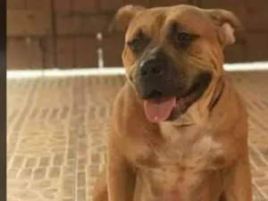 Cachorro raça Pit-Bull idade 4 anos nome Pérola 