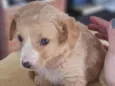 Simba