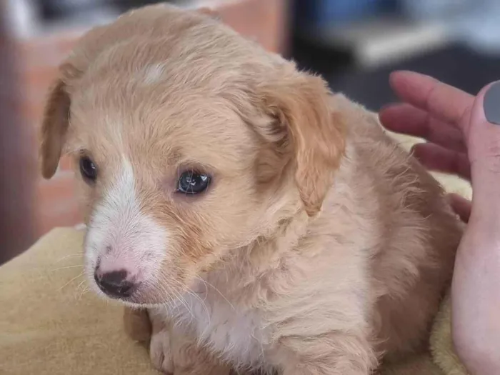 Cachorro ra a SRD-ViraLata idade Abaixo de 2 meses nome Simba