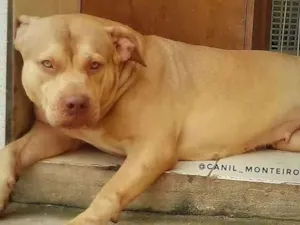 Cachorro raça Pit-Bull idade 5 anos nome Elektra 