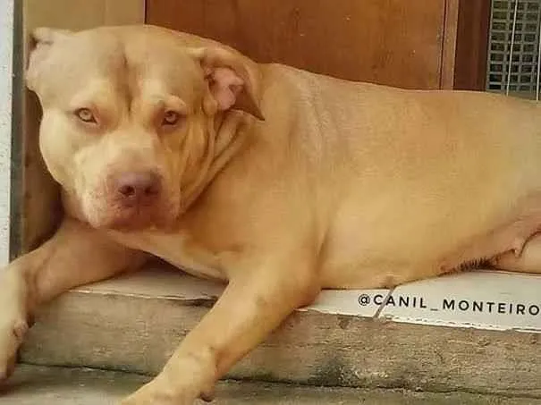 Cachorro ra a Pit-Bull idade 5 anos nome Elektra 