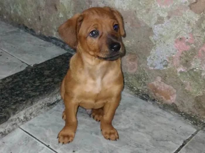 Cachorro ra a Vira lata  idade Abaixo de 2 meses nome Sem nome