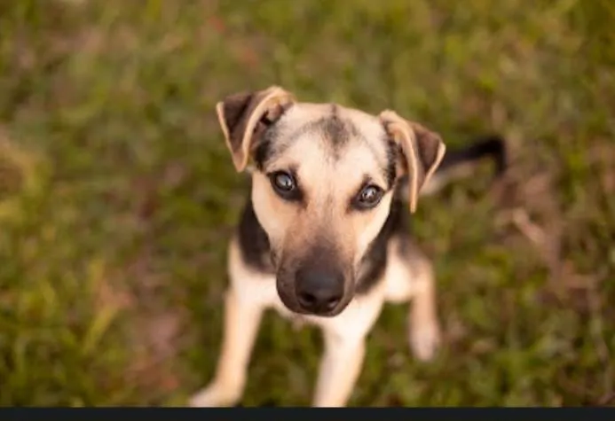 Cachorro ra a SRD-ViraLata idade 7 a 11 meses nome Tobias