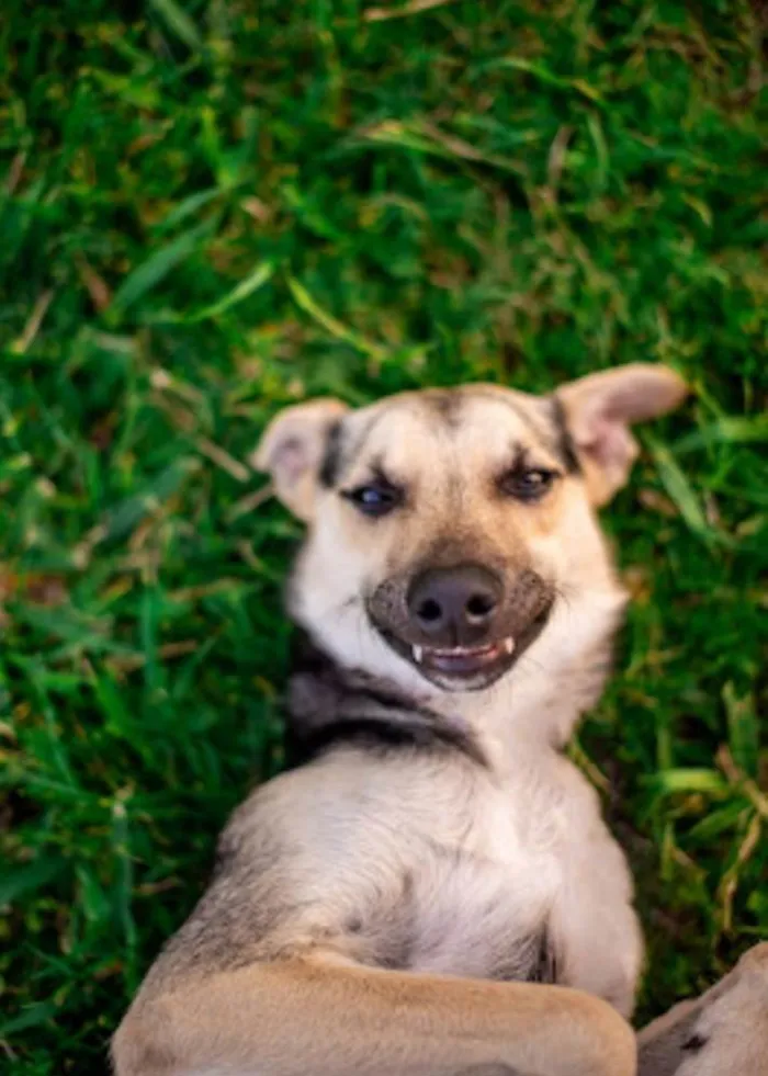 Cachorro ra a SRD-ViraLata idade 7 a 11 meses nome Tobias