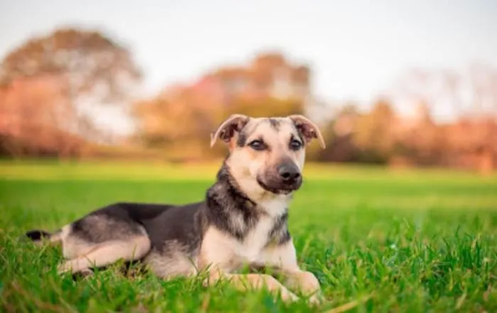 Cachorro ra a SRD-ViraLata idade 7 a 11 meses nome Tobias