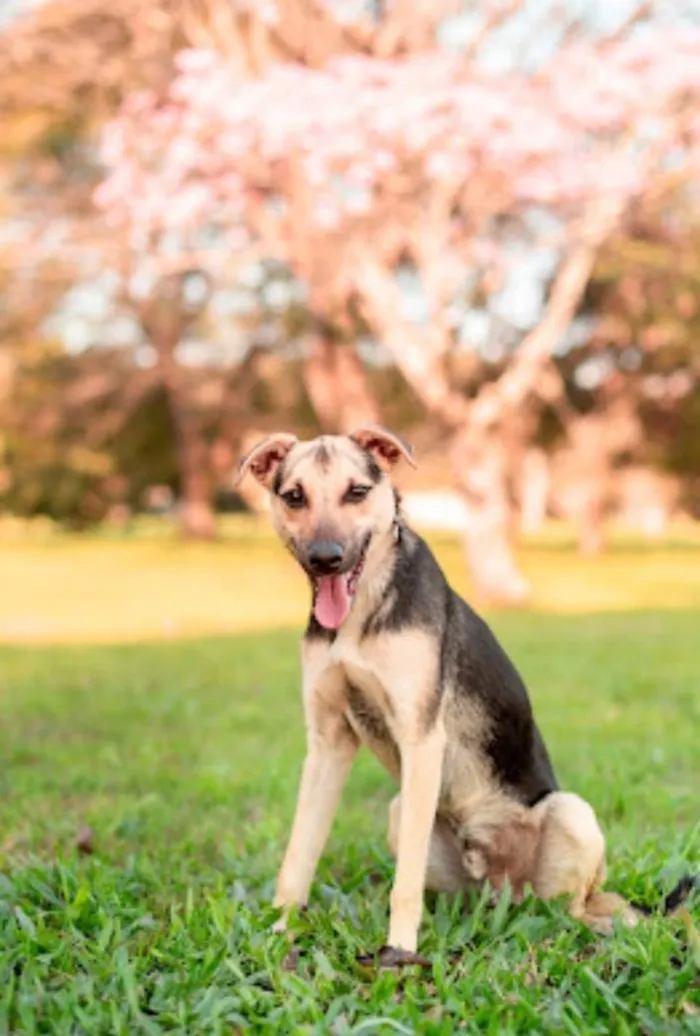 Cachorro ra a SRD-ViraLata idade 7 a 11 meses nome Tobias