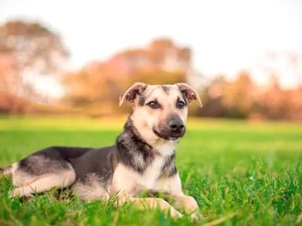 Cachorro ra a SRD-ViraLata idade 7 a 11 meses nome Tobias